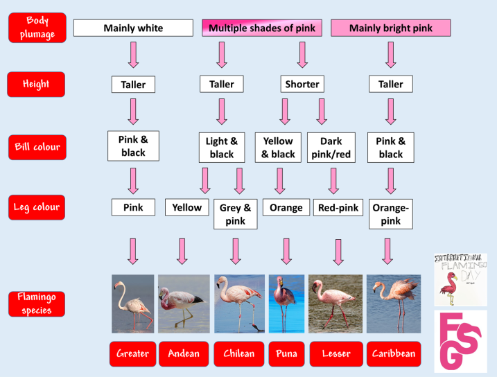 flamingo flowchart.png